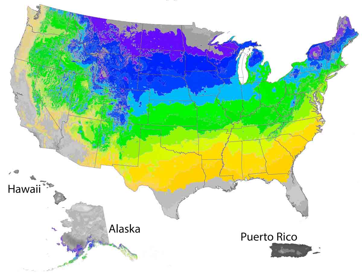Weeping White Pine Tree Buy Online, Pickup at Nursery